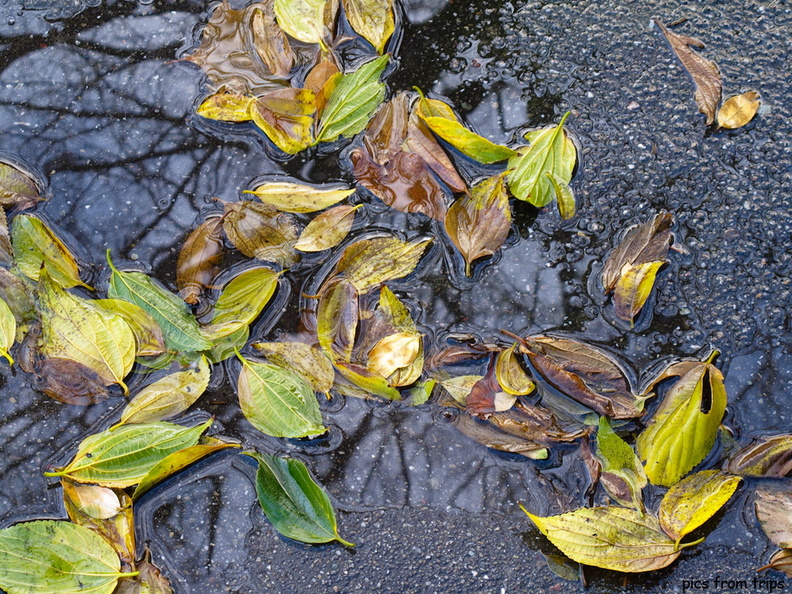 wet foliage2010d02c004.jpg